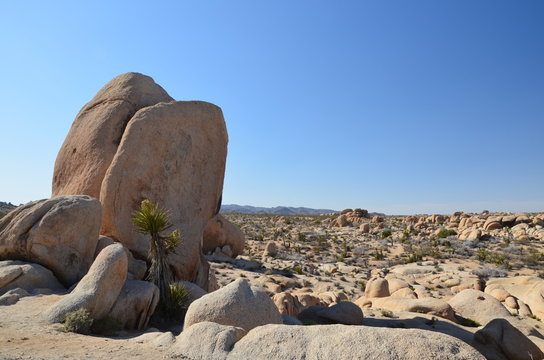 Joshua Tree National Park