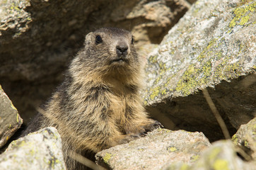 Marmotte des Alpes (marmota marmota)