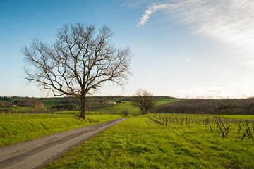 Fototapeta premium Road in a field by the old tree and vineyard
