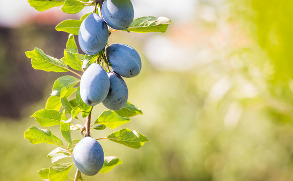 Plum On A Branch In An Orchard