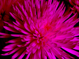 Background of burgundy chrysanthemums