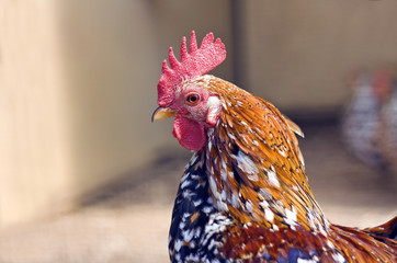Chicken closeup