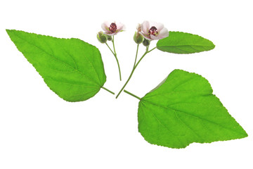 Echter Eibisch (Althaea officinalis)