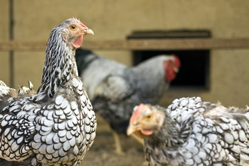 Chickens in farm closeup