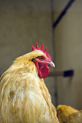 Chicken closeup