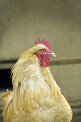 Chicken closeup