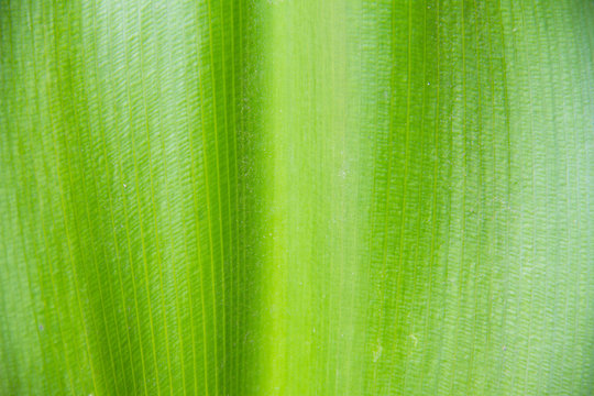 Crinum Lily leaf green background