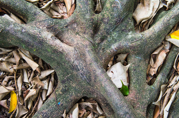 roots of tree above the ground