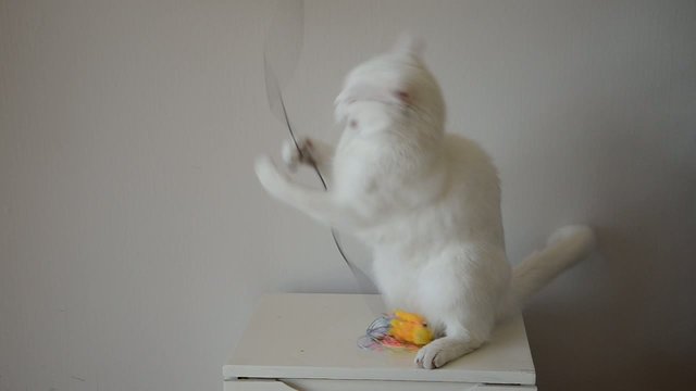 Chat blanc jouant avec une pieuvre en coton