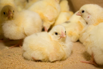Chicken broilers. Poultry farm