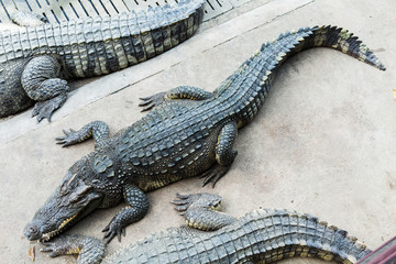 Crocodile open mouth in Sam Pran Fram, Thailand