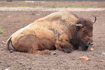 Bison
