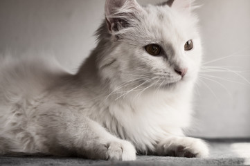 White Persian cat