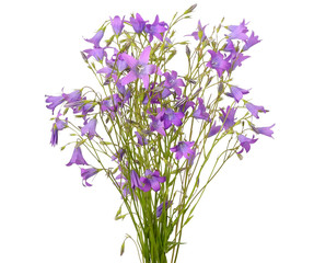 Obraz premium Campanula flowers