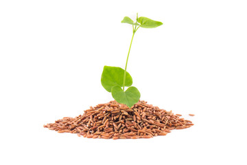 Brown rice with leaf
