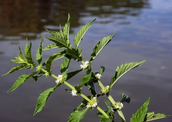 gypsywort herb with white flowers