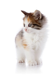 Multi-colored kitten costs on a white background.