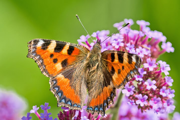 Besonders prächtig rotbrauner Admiral auf schöner Sommerblüte