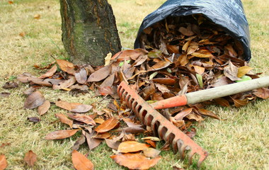 ramassage des feuilles mortes au râteau
