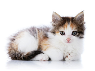 Fototapeta na wymiar Multi-kolorowe Mały kot leży na białym tle.