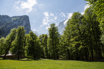 Fototapeta na wymiar Baumreihe und Alpen