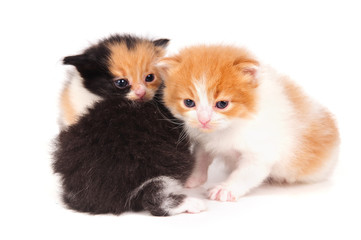 little kittens