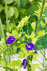 Fototapeta na wymiar purple flowers, flower Anchan,medicinal herbs
