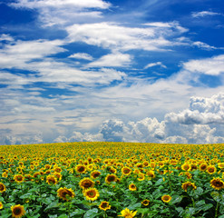 Obraz premium sunflower field