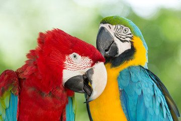 parrots