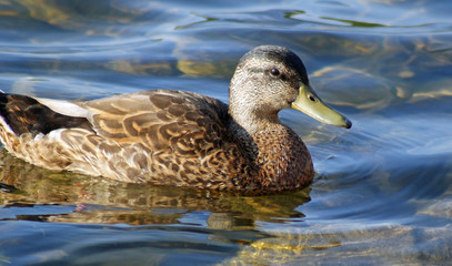 Mallard Duck Female - swimming on calm waters