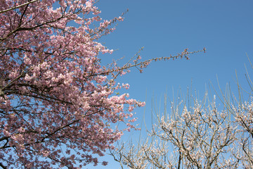 白梅をバックに河津桜の花