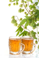 Two glasses of beer and hop plant
