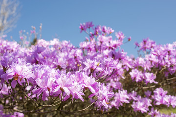 Fototapeta premium 満開のハヤトミツバツツジの花と青空