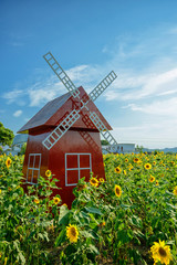 Sunflower Garden and windmill