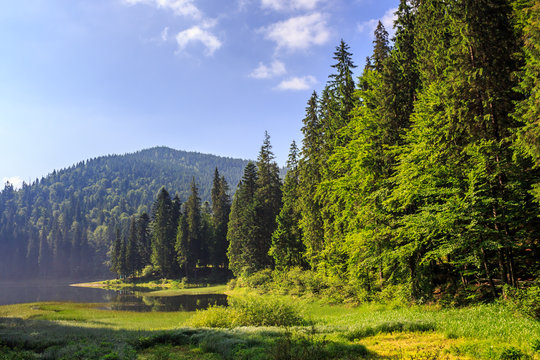 Lake in the mountains surrounded by a pine forest