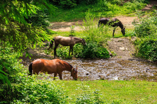 three horses watering on a forest creek. horizontal