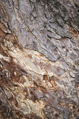 Bark of Pine Tree