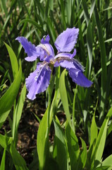 irises