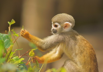 戯れるリスザル