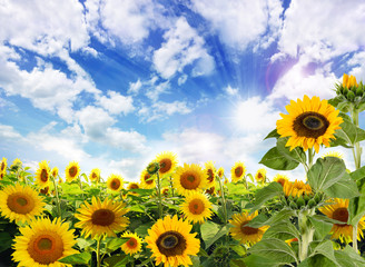 Sommer: Sonnenblumen mit blauem Himmel und Wolken