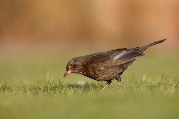 Blackbird, Turdus merula