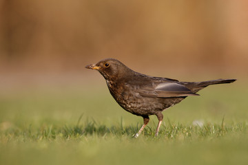 Blackbird, Turdus merula