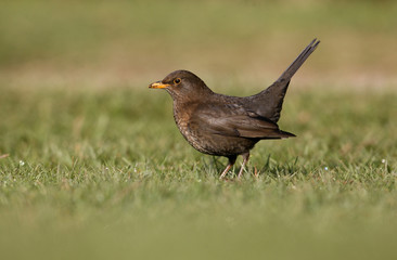 Blackbird, Turdus merula