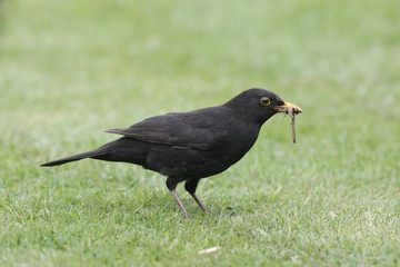 Blackbird, Turdus merula