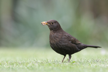 Blackbird, Turdus merula
