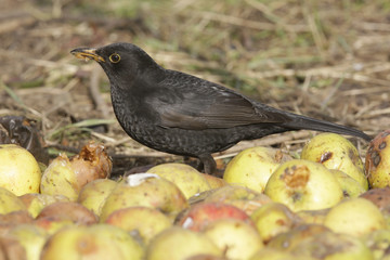 Blackbird, Turdus merula