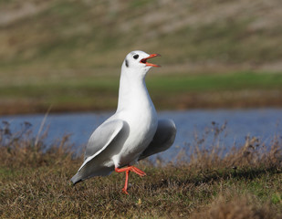 Black-headed gull, Larus ridibundus