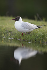 Black-headed gull, Larus ridibundus