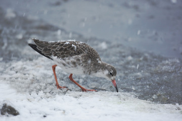 Ruff, Philomachus pugnax,