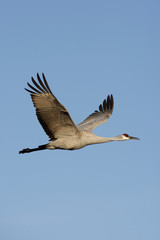 Sandhill crane, Grus canadensis